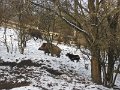 Polovnicke zdruzenie-Lipie   127